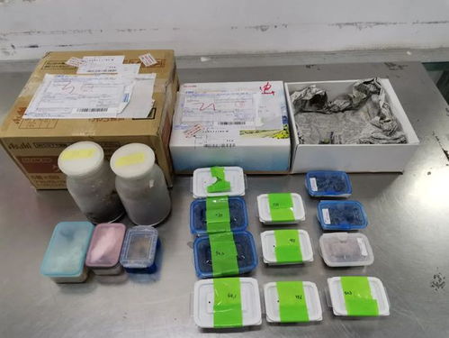 海關嚴查進境郵政快件，搖身一變的日用品驚現活體甲蟲