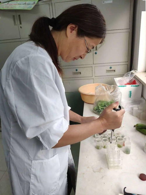 加強農產品質量安全監管，筑牢消費者食用安全防線